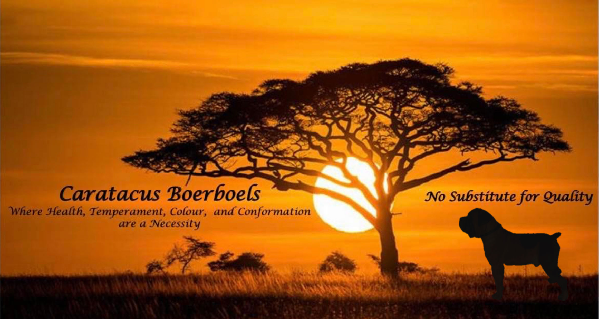 Caratacus Boerboels - Health, temperament, colour and conformation